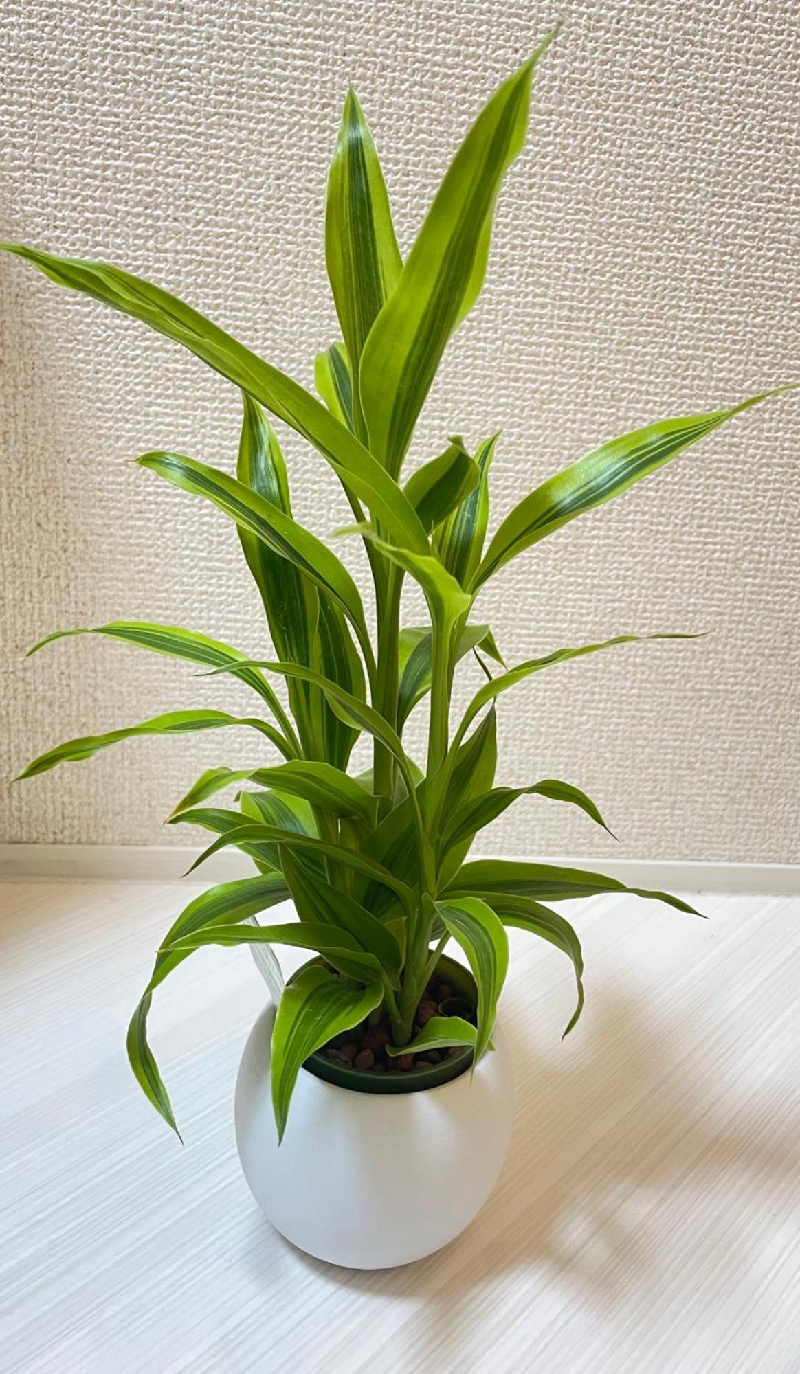 Appartement 红楼house Tōkyō